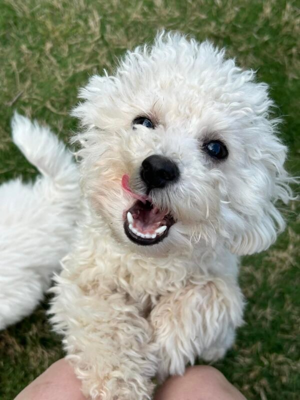 Sandra's Bichon Frise Spot