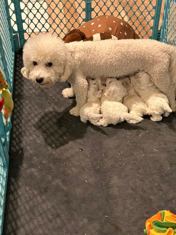 Sandra's Bichon Frise Spot