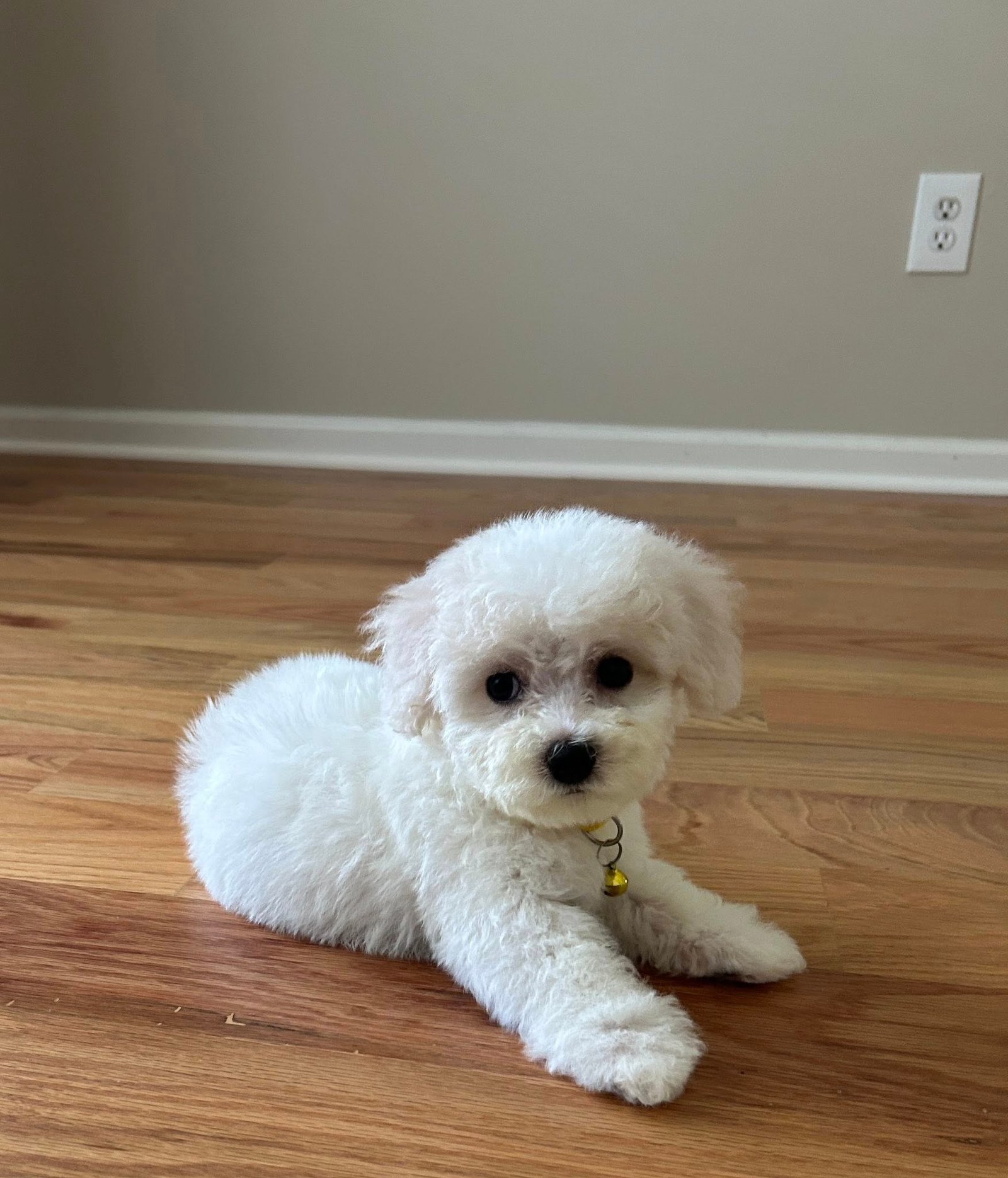 bichon frise