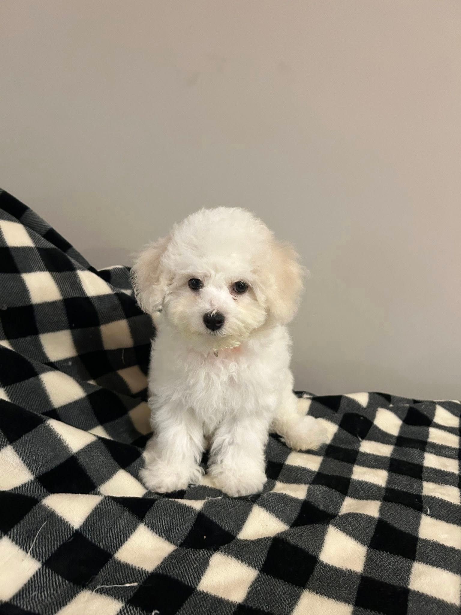 bichon frise