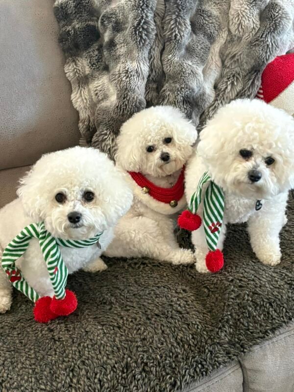 Sandra's Bichon Frise Spot