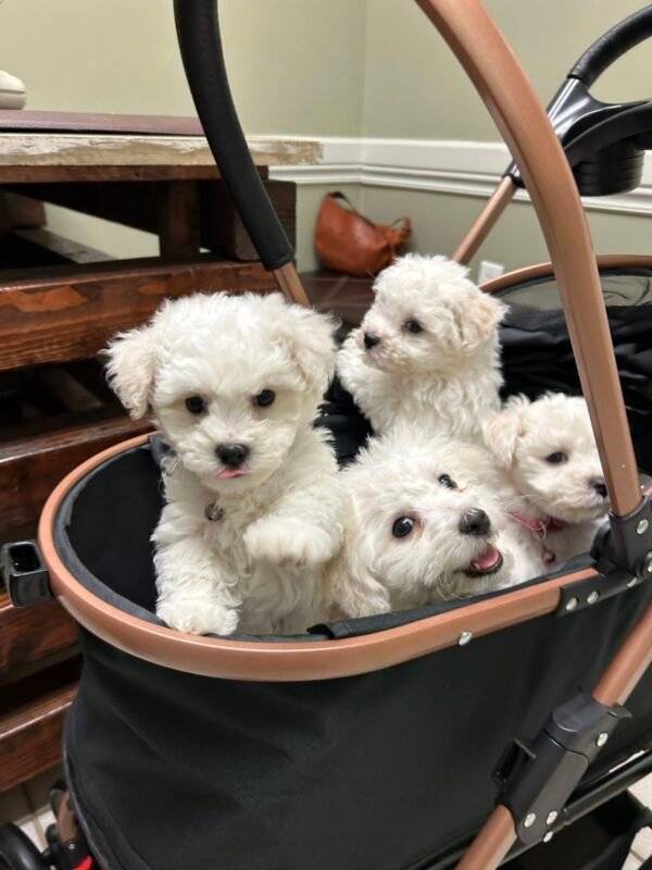 Sandra's Bichon Frise Spot